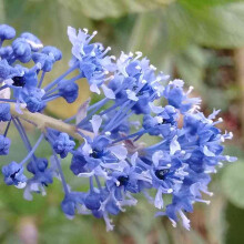 Ceanothus 'Blue Sapphire' California Lilac - Evergreen flowering shrub, blue blooms, compact 9cm pot (20-30cm), grows 1-1.5m tall 9CM_CEABSA_#1