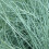 Gardeners Dream Festuca Intense Blue (9cm, Pack of 3) 4