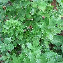 Potted Herbs - Lovage Common (8cm)