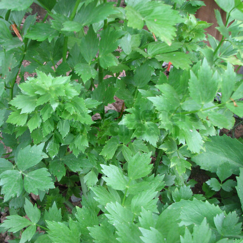 Gardeners Dream Potted Herbs - Lovage Common (8cm)