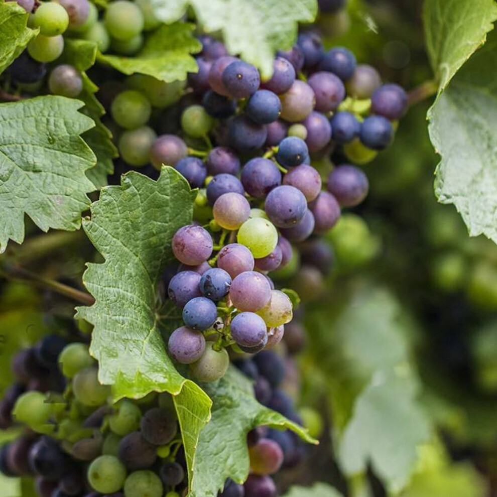 Grape Vitis 'Boskoop Glory' Deciduous Hardy Climbing Fruit Shrub | 9cm Pots