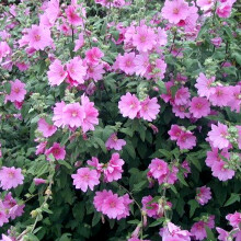 1 X Lavatera 'Rosea' Tree Mallow Semi-Evergreen Shrub Hardy Plant In Pot