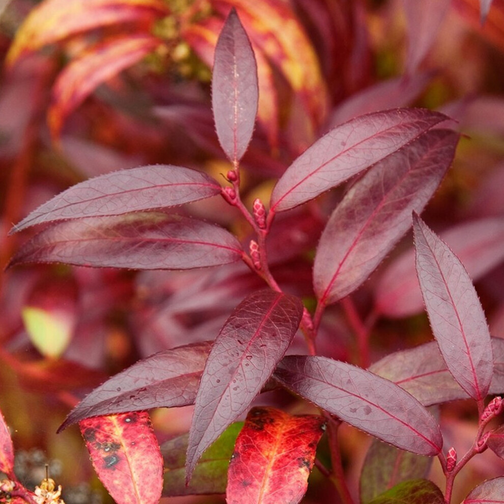 Gardeners Dream Leucothoe Keiskei 'Royal Ruby' Dog Hobble Evergreen Garden Plant | 9Cm Pot