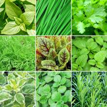 Herb Mix (9cm, 6 Pack)
