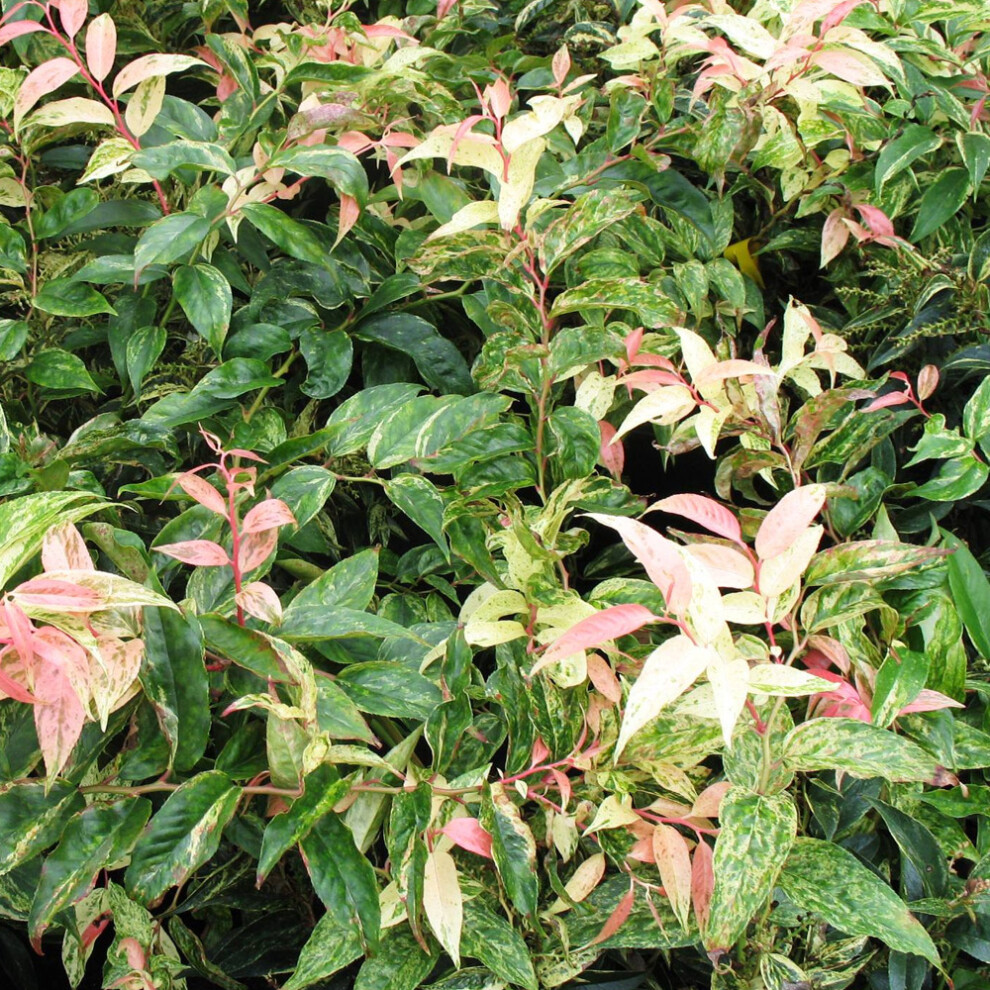 Leucothoe Fontanesiana 'Rainbow' Dog Hobble Evergreen Garden Shrub | 9Cm Pot