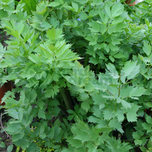 Gardeners Dream Potted Herbs - Lovage Common (8cm) 1