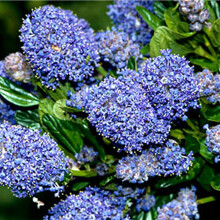 1 X Ceanothus 'Burkwoodii' Californian Lilac Evergreen Shrub Hardy Plant In Pot