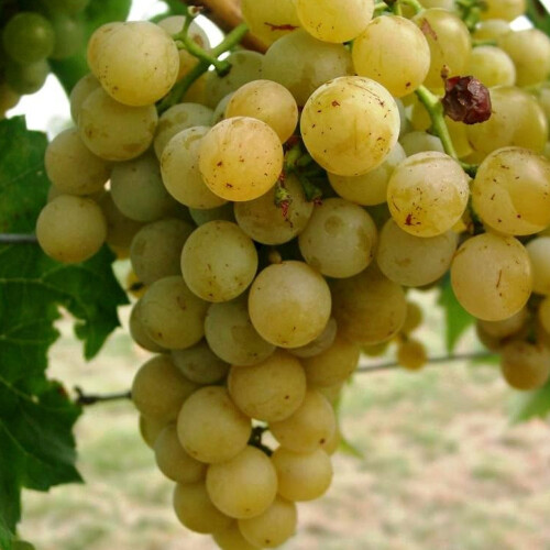Gardeners Dream Grape Vitis Vroege 'Van Der Laan' Deciduous Hardy Climbing Fruit Shrub | 9cm Pot 1