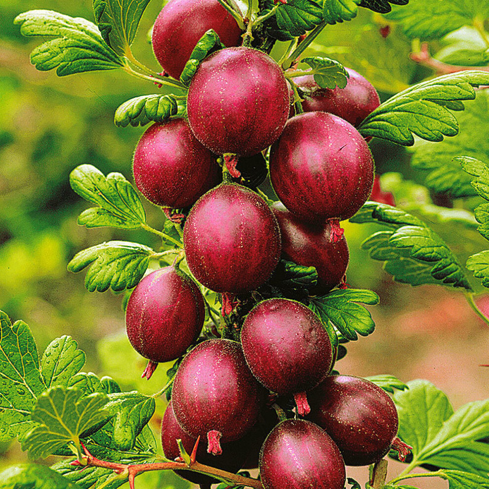 Ribes Uva-Crispa 'Hinnonmaki Red' Hardy Deciduous Gooseberry Shrub | 9Cm Pot