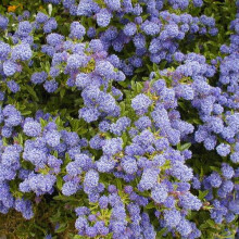 1 X Ceanothus 'Blue Mound' Evergreen Shrub Hardy Garden Plant In Pot