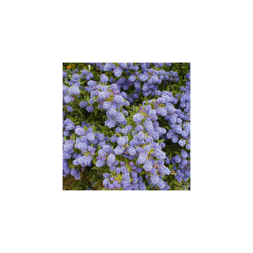 Gardeners Dream 1 X Ceanothus ' Mound' Evergreen Shrub Hardy Garden Plant In Pot Blue