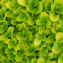 Potted Herbs - Marjoram Golden (8cm)