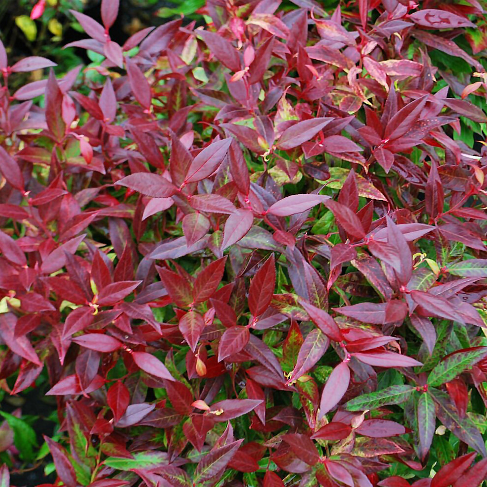 Leucothoe Axillaris 'Zeblid' Scarletta Switch Ivy Evergreen Shrub | 9Cm Pot