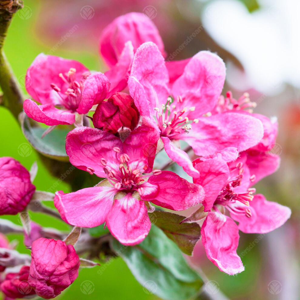 Malus Harry Baker Tree (12L, 5-6ft)