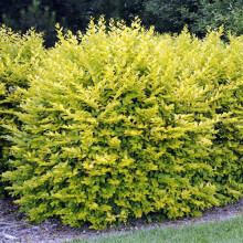 1 X LIGUSTRUM 'AUREUM' EVERGREEN SHRUB HARDY GARDEN PLANT IN POT