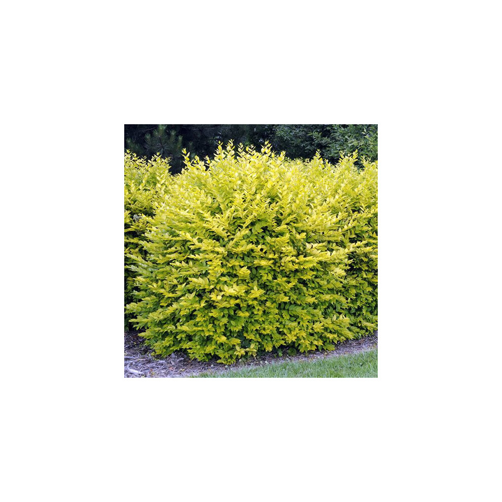 1 X LIGUSTRUM 'AUREUM' EVERGREEN SHRUB HARDY GARDEN PLANT IN POT