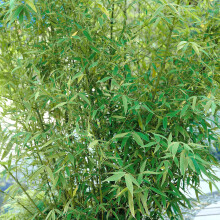 (Robusta Pingwu) Fargesia Bamboo Hardy Outdoor Ornamental Flowering Evergreen Garden Pot Plants