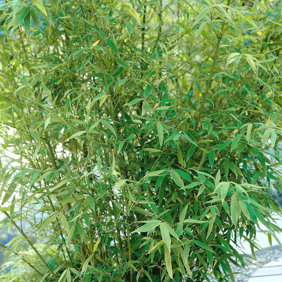 (Robusta Pingwu) Fargesia Bamboo Hardy Outdoor Ornamental Flowering Evergreen Garden Pot Plants