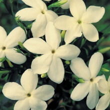 Jasminum officinale Clotted Cream (9cm)