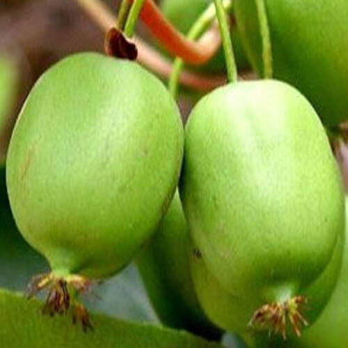 Gardeners Dream Actinidia arguta Issai (9cm) 1