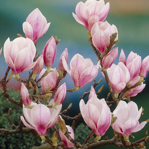 1 X Magnolia Soulangeana Saucer Magnolia Deciduous Shrub Hardy Plant In Pot