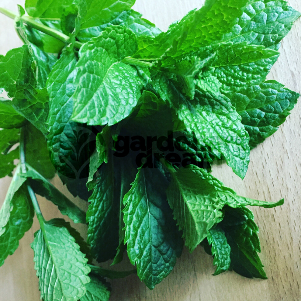 Gardeners Dream Potted Herbs - Mint Garden (8Cm)