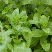 Potted Herbs - Mint English Lamb (8cm)