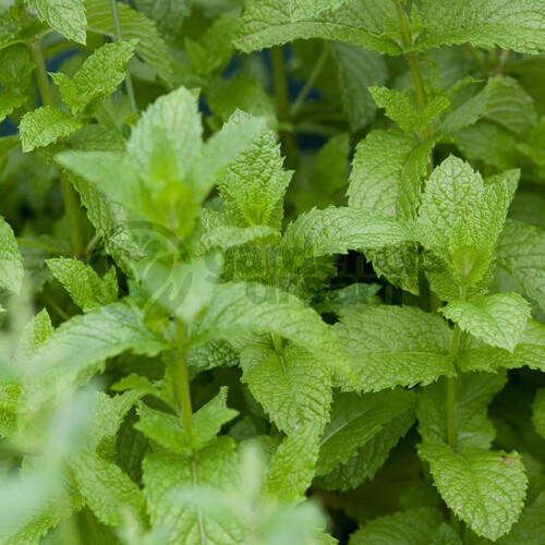 Gardeners Dream Potted Herbs - Mint English Lamb (8cm)