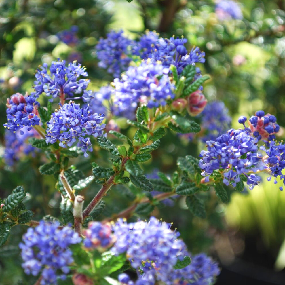 Ceanothus 'Puget Blue' Californian Lilac Evergreen Plant Garden Shrub | 9cm Pot