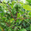 Gardeners Dream Actinidia arguta Issai (9cm) 3
