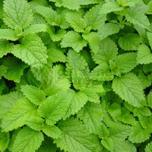 Potted Herbs - Mint Lemon (8cm)