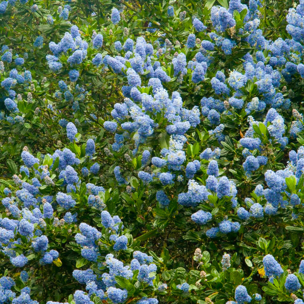 Ceanothus Thyrsiflorus 'Victoria' Californian Lilac Evergreen Shrub | 9Cm Pot