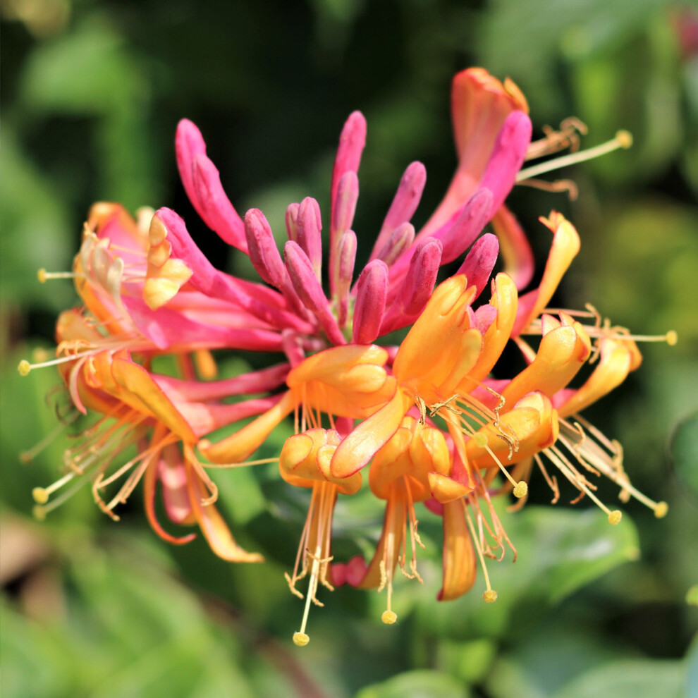 Gardeners Dream Lonicera ' Flame' Honeysuckle Hardy Garden Climber Shrub | 9Cm Pot Gold