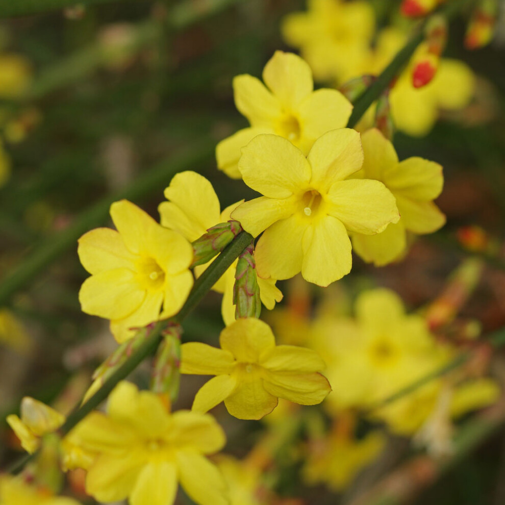 Gardeners Dream Jasminum Nudiflorum Winter Jasmine Deciduous Flowering Garden Climber | 9Cm Pot