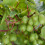 Gardeners Dream Actinidia arguta Issai (9cm) 4