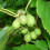 Gardeners Dream Actinidia arguta Issai (9cm) 1