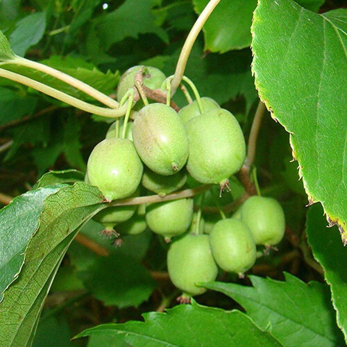 Gardeners Dream Actinidia arguta Issai (9cm)