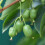Gardeners Dream Actinidia arguta Issai (9cm) 5