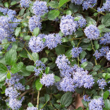 1 X CEANOTHUS 'REPENS' THYRSIFLORUS EVERGREEN SHRUB HARDY GARDEN PLANT IN POT