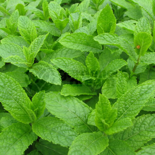 Gardeners Dream Potted Herbs - Mint Moroccan (8cm)