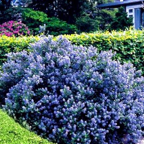 1 X Ceanothus 'Yankee Point' California Lilac Evergreen Shrub Hardy Plant In Pot