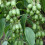 Gardeners Dream Actinidia arguta Issai (9cm) 6