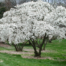 1 X Magnolia Stellata Starry Magnolia Deciduous Shrub Hardy Garden Plant In Pot