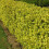 Gardeners Dream Ligustrum Aureum - Gold Privet (9cm, 5 plants) 4