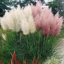White & Pink Combo Cortaderia Selloana Pampas Grass W/Pot Pumila Tall Decorative