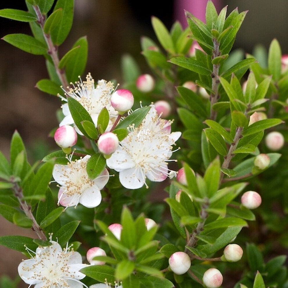Gardeners Dream 1 X Myrtus 'Tarentina' Tarentum Myrtle Evergreen Shrub Hardy Garden Plant In Pot White