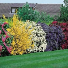 5 X High Quality Flowering Hedge Shrubs Colorful Healthy Potted Garden Plants
