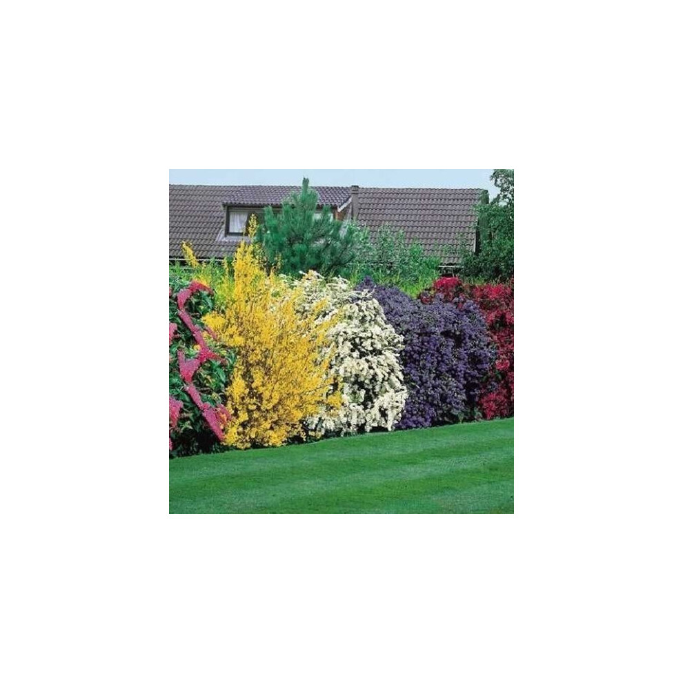 B&Q -  5 X Mixed Flowering Shrub PlantsAssorted Blooming Shrubs For Beautiful Uk GardensOutdoor Plants (20-40Cm) - Image 2