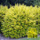 Gardeners Dream Ligustrum Aureum - Gold Privet (9cm, 5 plants) 1