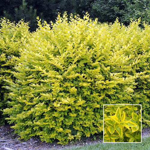 Gardeners Dream Ligustrum Aureum - Gold Privet (9cm, 5 plants)